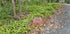 Large Double Memorial Rock Urn 1168  Red